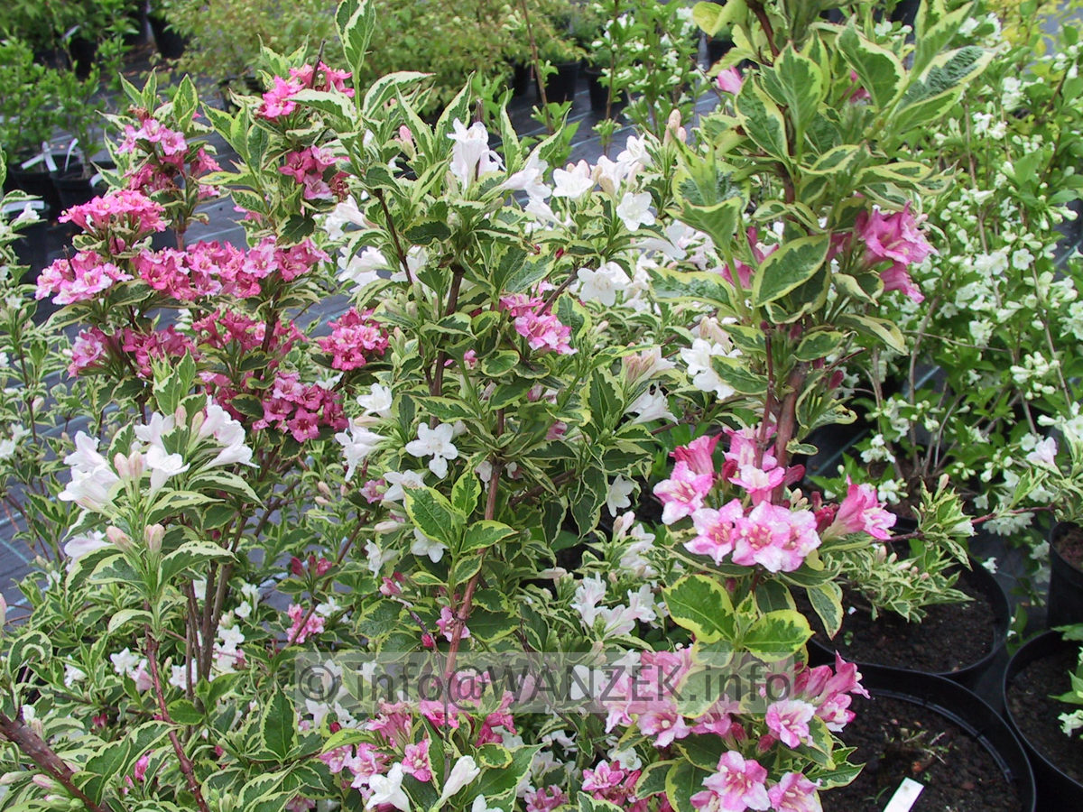 Weigela florida Nana Variegata 01.JPG